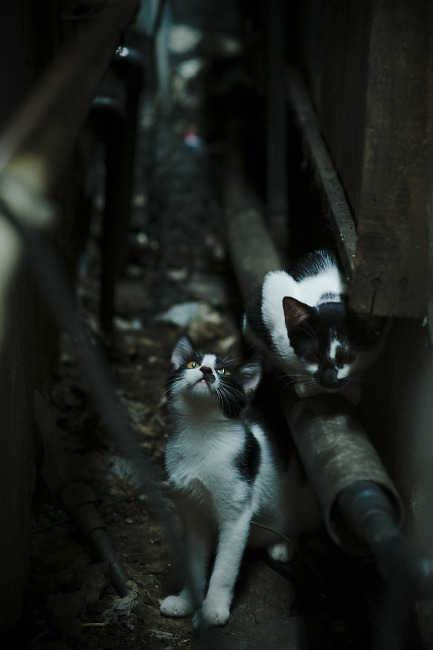 钢铁之韧，赤焰之心，当边缘舞台的吉林与聚光灯下的福克斯，用同一种方式定义胜利